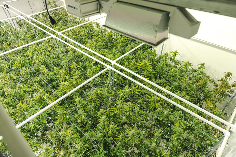 How to Fund Your Cannabis Business Loan