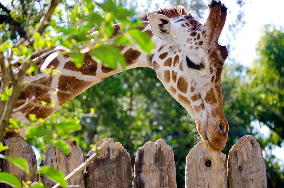 Why We Support the Sacramento Zoo – Philanthropy Matters