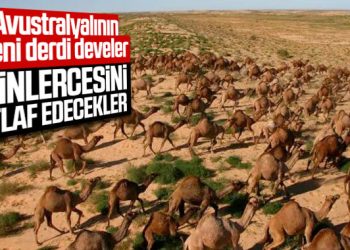 Avustralya’da 10 bin yabani deve vurulacak