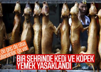 Çin’in Şenzen şehrinde kedi ve köpek yemek yasaklandı