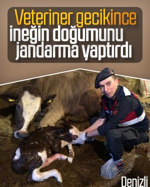 Yaşlı kadının ineğinin doğumunu jandarma yaptırdı