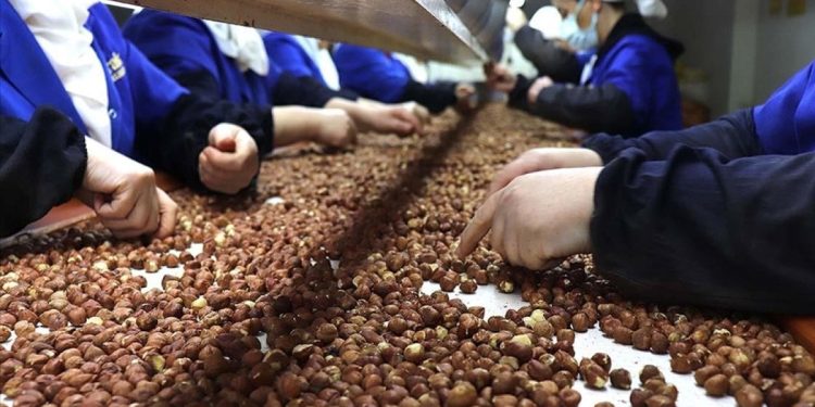 Bir yılda fındık ihracatından 1,7 milyar dolar geldi